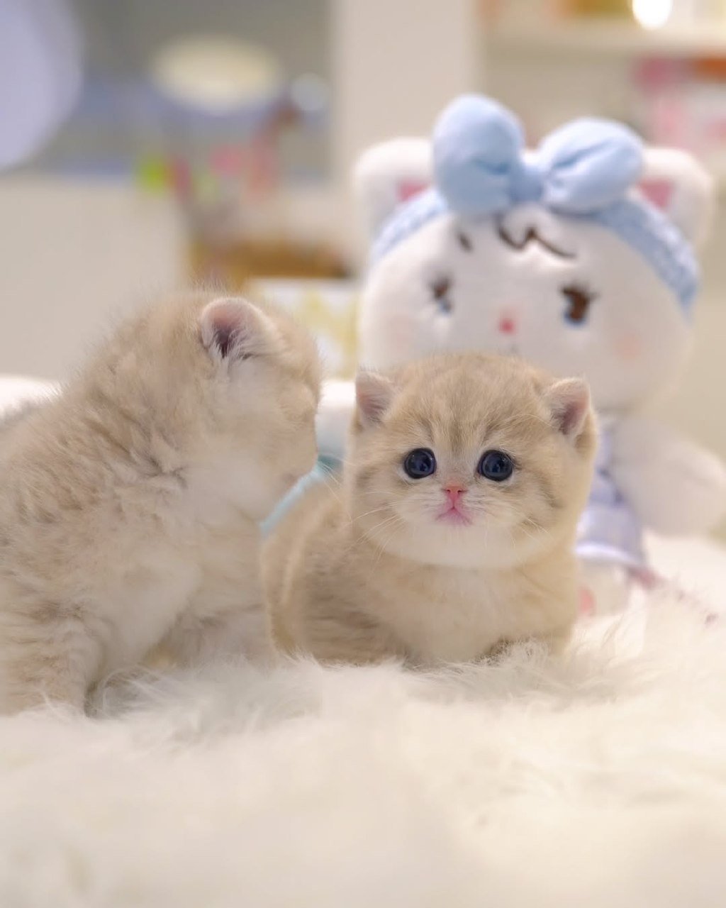 Munchkin kittens Available Now Galveston Texas